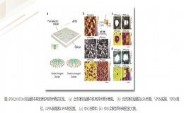 《Nature》正刊：高密度極性拓?fù)洚犜诠杌系募膳c阻態(tài)