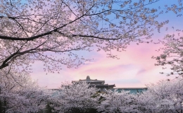 風(fēng)傳花信，櫻滿珞珈
