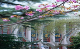 櫻花美圖秀：交大櫻花，春日限定