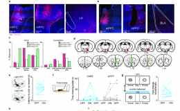 盧策吾團隊Nature發(fā)表行為理解最新研究成果