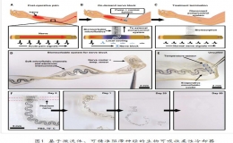 Science上發(fā)表疼痛阻滯柔性電子器件研究成果