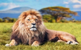 動物界十大霸主排名(世界上最厲害的動物十大排名)